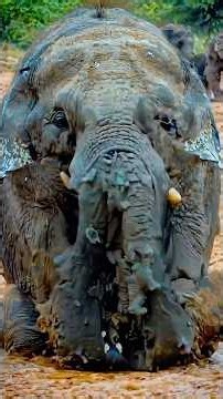 5 Animals That Stink Worse Than You Can Imagine😱 #animals #wildlife #animalfacts