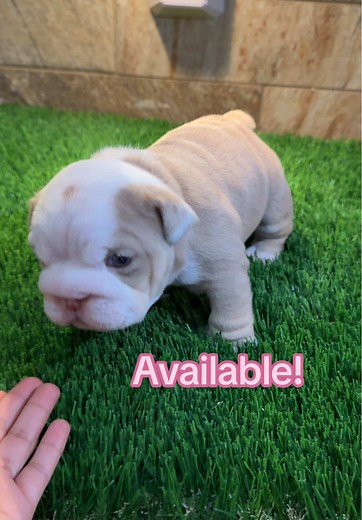 English Bulldogs for Sale in El Paso, TX