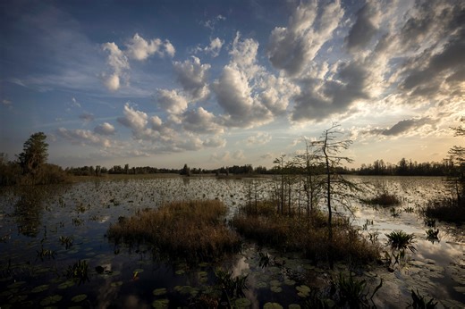 State plans to create wildlife management area in Okefenokee Swamp