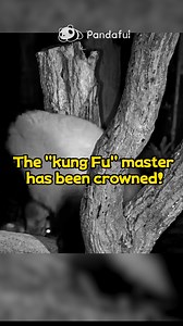 9.5K views · 365 reactions | Late-night Kung Fu competition Come and watch the exciting late-night panda kung fu competition! Who will reach the pinnacle of kung fu. #KungfuPanda #PandaBabies #Wildlife #CuteAnimals #AnimalLovers | Pandaful | Facebook