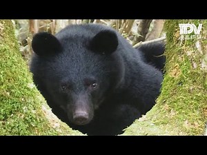那賀町岩倉でツキノワグマが目撃された