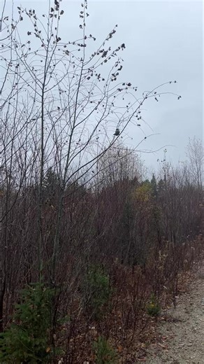 4.5K views · 198 reactions | Scenes from the North Maine Woods: Canada Jay (aka Gray Jay aka “Little Pisspot”) | Paul Doiron Books | Facebook