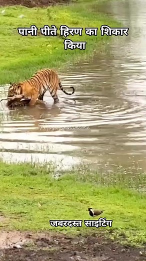 40K views · 714 reactions | #TigerAttack #attack #tiger #tigersofindia #tigersightings #TigerMoments #TigerSafari #tigers #tigerhunting #TigerPower #tigerphotography #tigerpoint #tiger #tigerday | Mayaranthambhore Safari | Facebook