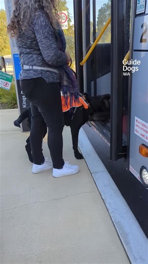 45K views · 655 reactions | Meet Bernie 瑩瑩 This cute pup is catching the CAT bus around Kings Park and Perth to test out his guide dog skills. For more adorable content, check out Guide Dogs WA The video contains: a dog with their handler on a bus, with the dog sitting on the floor. | Transperth | Facebook
