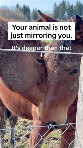 It’s Not Just Mirroring — It’s This