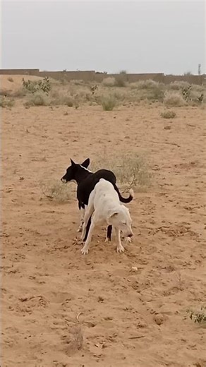 Natural Dog Mating Process