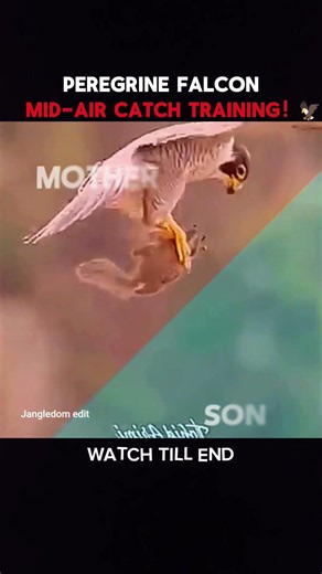 Mother Falcon Teaches Her Baby How to Hunt in Mid-Air! 🦅☁️ #wildlife #wildscenes