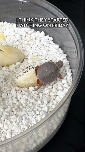 Watch This Baby Turtle Take Its FIRST STEPS!