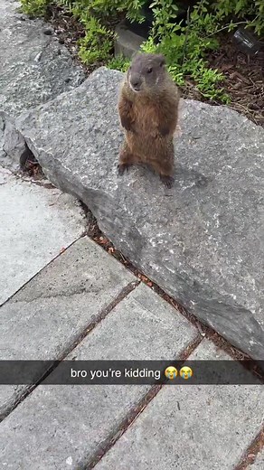 Groundhog Encounters: Hilarious Animal Moments