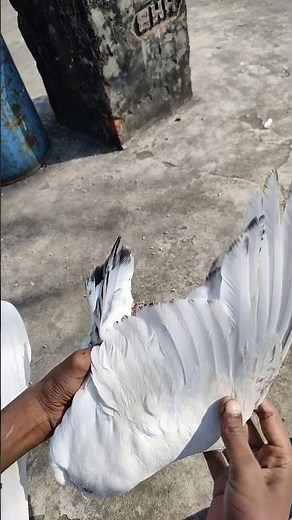 pulsara kabutar ka shock #kabootar #new