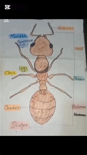 "Ant Body Parts Explained in Seconds!"#artmoodstudio#artshorts#drawing#reels