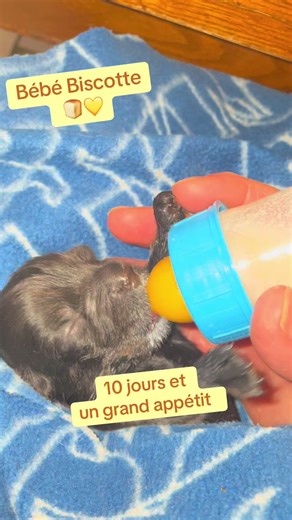 Bébé Biscotte. cocker anglais noir de 10 jours.
