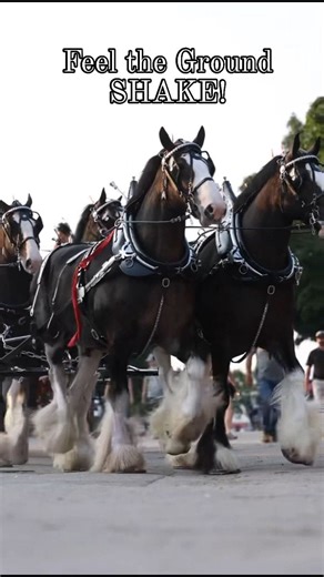 182K views · 8.1K reactions | The Ground SHAKES When These Majestic Clydesdales Run! #horsebackriding #viralchallenge #clydesdale #horselife #horse #horses #horsepower More: https://doghappiness.co/winters-majesty-a-day-with-clydesdales/ | Horse Lovers | Facebook