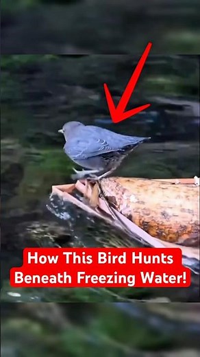 The Bird That Swims Like a Fish