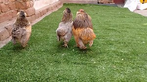 Friends Fancy Hens on Reels