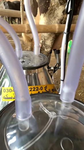 3.4K views · 44 reactions | Milking Machine | Bucket Milking System |...