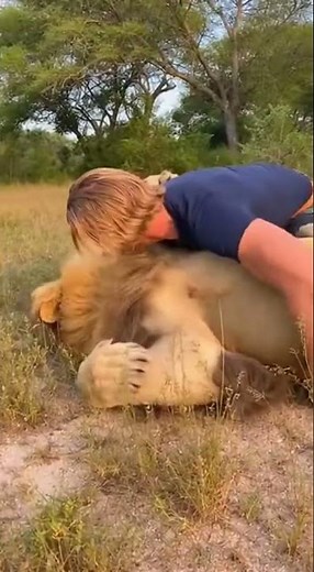 Lion Hugs His Owner – Heart Touching Bond! 🦁❤️ #wildanimals