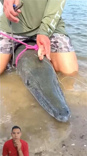 Aquatic predator #predator #alligator #alligatorgar #alligatorfish