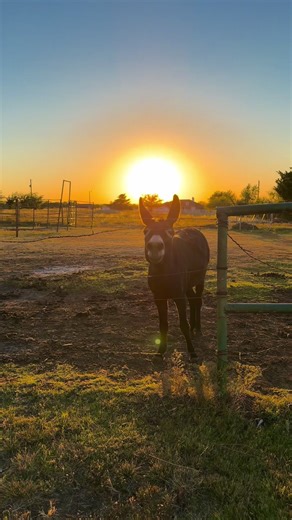 #nuggetntwixthedynamicdonkeyduo #twixthedonkey #Nuggetthedonkey #donkeysoftiktok