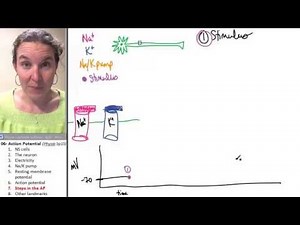 Action Potential 7- Steps