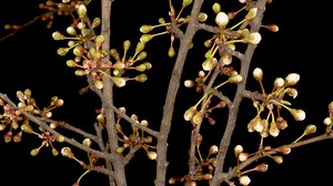 White flowers sprouting from the branches of a tree - Free Stock Video