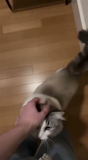 Cat Gets SO Excited When His Owner Comes Home 😭🐱 | Cutest Welcome Ever
