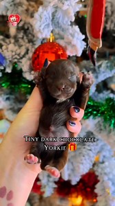 Tiny Dark Chocolate Yorkie Puppy New Born Puppy #yorkie #yorkshireterrier #yorkielove #yorkiepuppy #yorkiepuppies #yorkielife | I Love Yorkshire Terrier