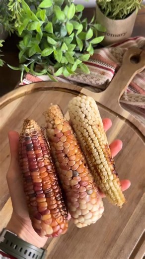 24K views · 254 reactions | De la serie “AMAMOS LOS NOPALES” esta...