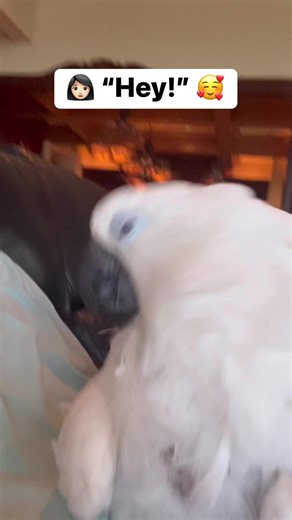 Asking my parrot how her day went and her reply 🤣 #parrot #cockatoo #talkingparrot #funnyanimals #reaction #funny #fbreelsvideo | The Parrot Lady