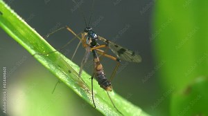 Tanyptera is genus of true crane flies; its species are lustrous and black and yellow or red in color. They resemble some Ichneumonidae. Segments of flagella of males have three outgrowths each
