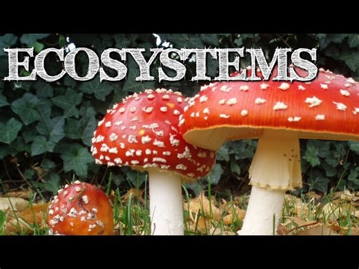 Ecosystems:  Producers, Consumers, Decomposers Explained
