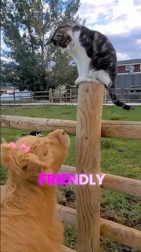 5 Surprising facts about mini cows | Mini Cows #minicow #short