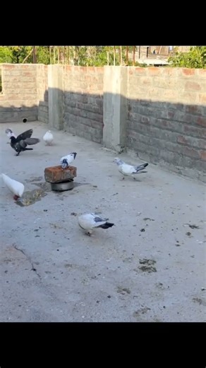 POWERFULL PIGEON 🕊️