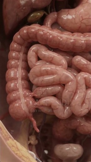 What Does the Appendix Do? 🤯 The Truth About This Small Organ | Human Anatomy