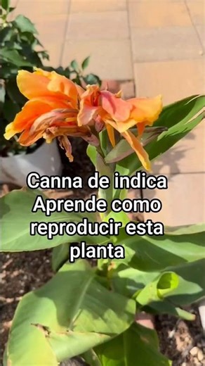 Semillas de Canna Indica