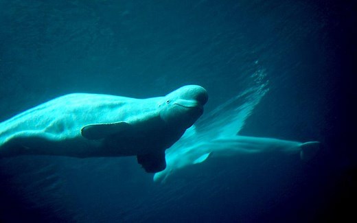 Beluga: qué es, características, hábitat, reproducción, comportamiento