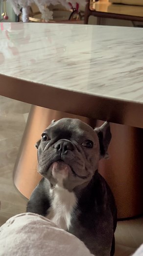 Barney The Bulldog на TikTok