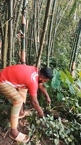 Watch the thick taro root being pulled out straight from the ground – raw and real!" #reels #TaroHarvest‌ #TaroPlant #reelsfbシ #FarmingLife #farmer #FreshHarvest | Md Miwazi Khan