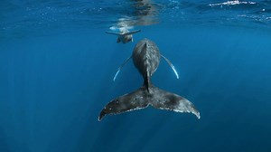 27K views · 644 reactions | We’re (hump)back with another Species...