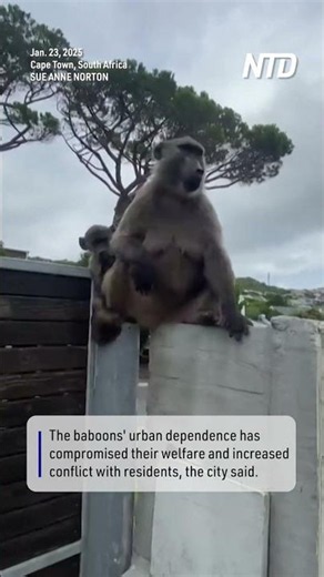 Cape Town Plans to Cage Baboons, Sparking Debate