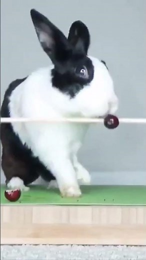 Rabbit Falls over while eating a grape #funny #youtubeshorts #shorts #youtube