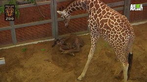 Watch this baby giraffe stand for the first time: http://nbcnews.to/1NvKkjf | NBC News