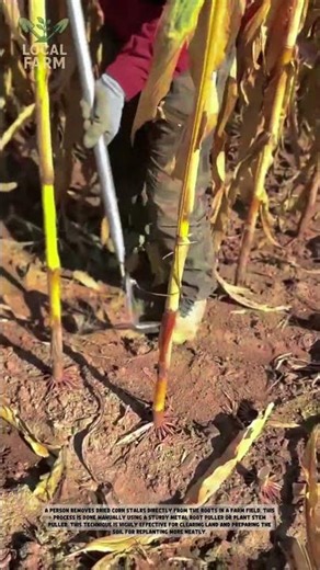 Efficient Corn Stalk Removal Tool in Action | Farming Hack