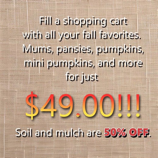 Fill a shopping cart with all your fall favorites. Mums, pansies, pumpkins, mini pumpkins, and more for just $49.00!!! Soil and mulch are 50% OFF. We will be closing our seasonal garden centers in the following week so hurry in for best selection! Our fill a cart sale is at our seasonal garden centers only while supplies last. Our greenhouse in Pleasantview is open year round and NOT included in the fill a cart sale. | Stutzmans Greenhouse