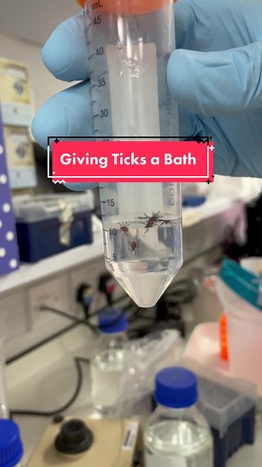 Giving our ticks a bath! #MakeItCinematic #lablife #science #ticksoftiktok #ticktok #STEM