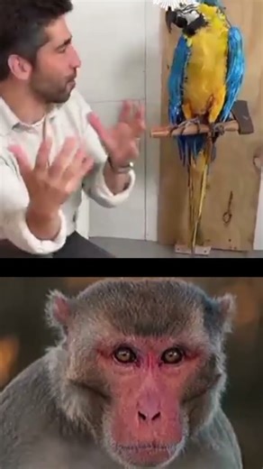 oooooooooh 😲 #cat #memes #funny #viralvideo