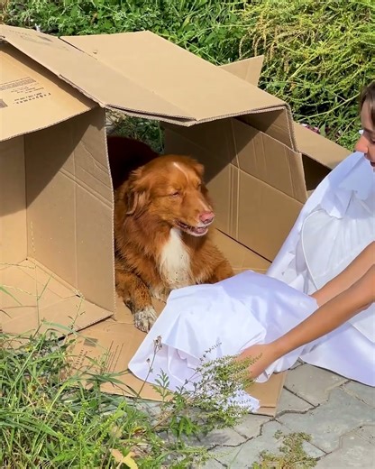 Her Wedding Dress Was Ruined... She Cut It Up To Save a Dog 😭