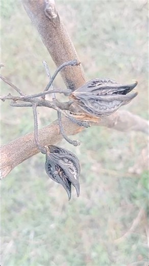 hambo hambo vichhudo #vichhulo #હંબો હંબો વિછુડો #વિછુળો #ઞુજરાતી ઞીત #વાયરલ ઞીત trending song