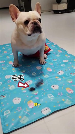 这降温的大冰垫，夏季狗狗躺在上面巴适得很！ #法斗#宠物冰垫#萌宠好物 #傻狗的日常 #养狗经验分享#貓#狗#寵物#可愛#日常#shorts