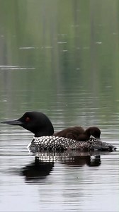 33K views · 2.2K reactions | We've been seeing Common Loons fly over...